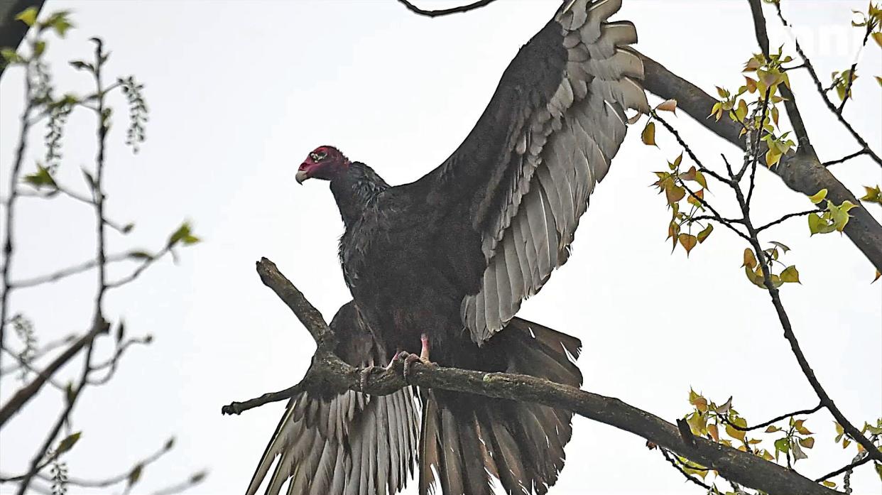 A Turkey vulture stretches its wings, perched high in a tree above the waters of Charles Mill Lake. Park officials have hung vulture effigies from trees to deter both black and turkey vultures, which have been causing damage in the area.