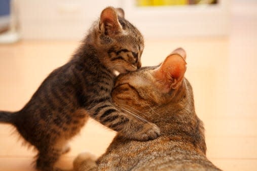 Tabby kitten and mother cat