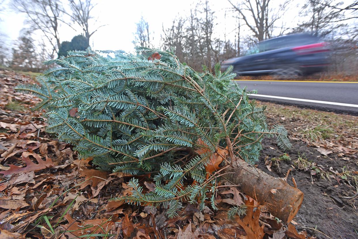 A discarded Christmas tree lays on the side of Marion Avenue on a recent afternoon. The Ohio Department of Natural Resources wants you to remember before you toss your tree to the curb this year that it can find life after Christmas as shelter for Ohio fish, birds, small mammals, and more.
