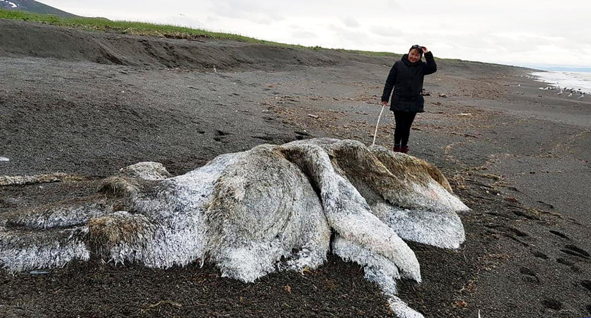 Huge creature found on CA beach likely died of old age