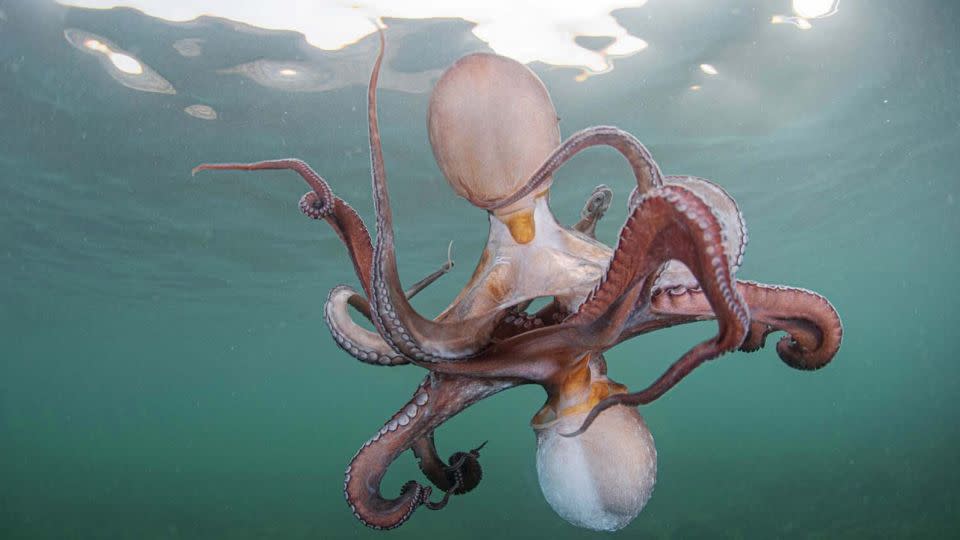 Two octopuses tangle their tentacles around one another, unusual behavior, according to photographer Francisco Javier Murcia Requena. - Francisco Javier Murcia Requena