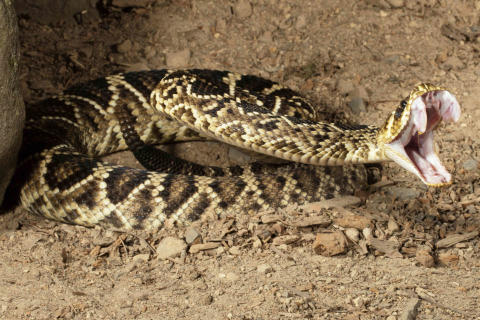 <p>Getty</p> Eastern Diamondback Rattlesnake