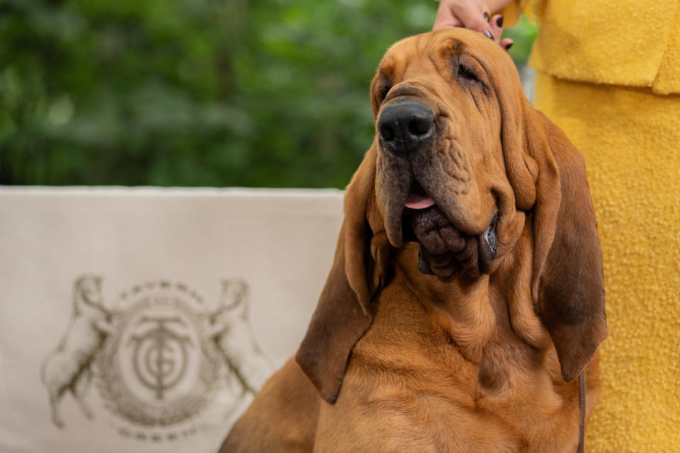 號稱狗狗界「超級盃」的「西敏犬展」（Westminster Kennel Club Dog Show），2022年冠軍為獵犬「喇叭」。圖片來源：REUTERS