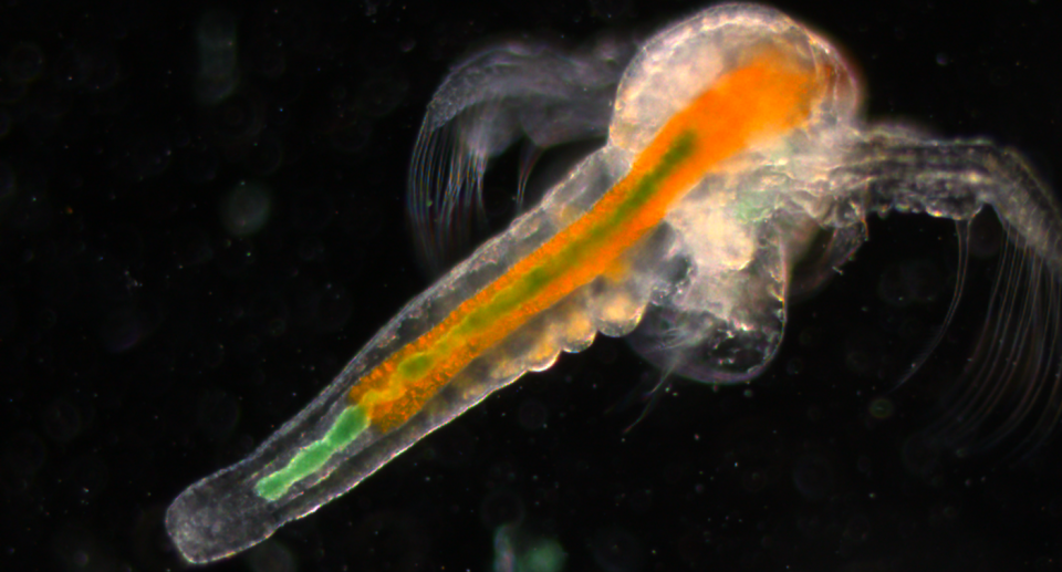 An Artemia with green plastic in its intestine. 