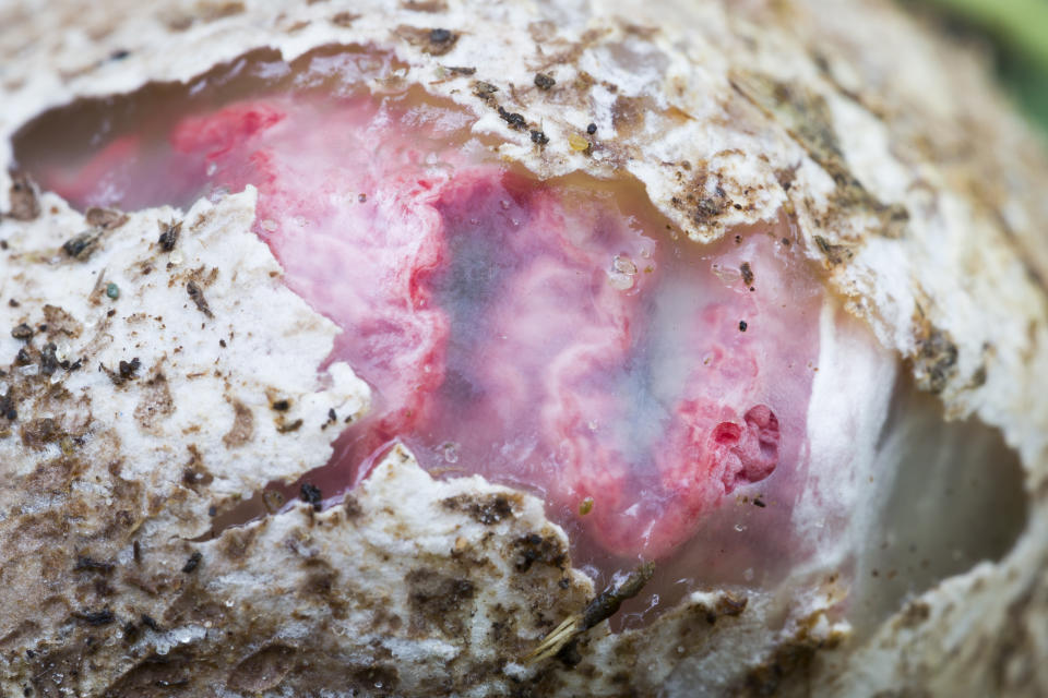 Suberumpent egg of an octopus stinkhorn fungus in Udenhout, the Netherlands.