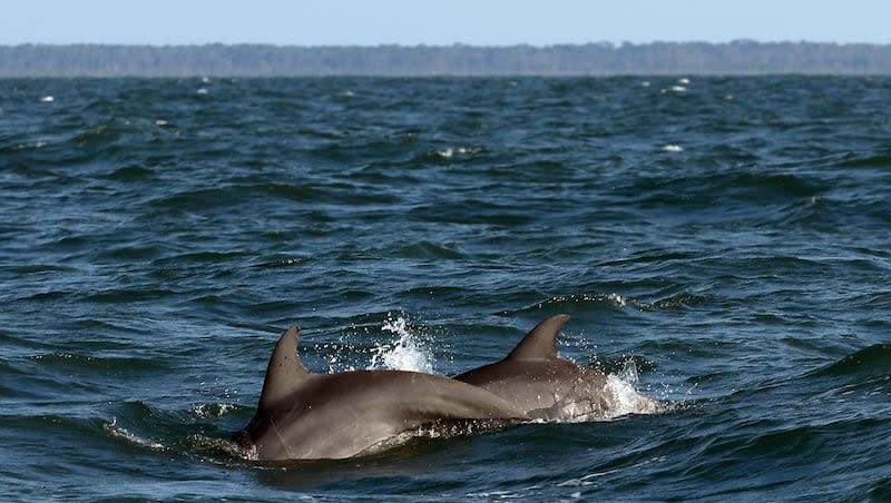 A bottlenose dolphin, like these seen off the coast of Savannah, Ga., in 2019, was found shot on a Louisiana beach last month.