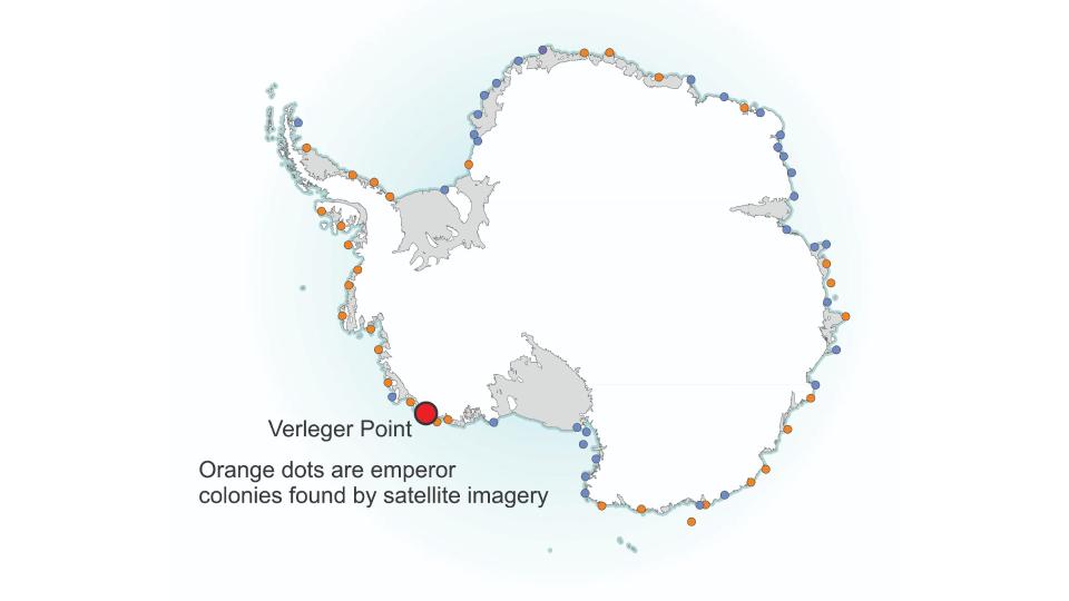 Map of Antarctica showing emperor penguin colonies. So far scientists have found 66 emperor penguin colonies on the coast of Antarctica; many of them are in remote regions and have been seen only in satellite photographs.