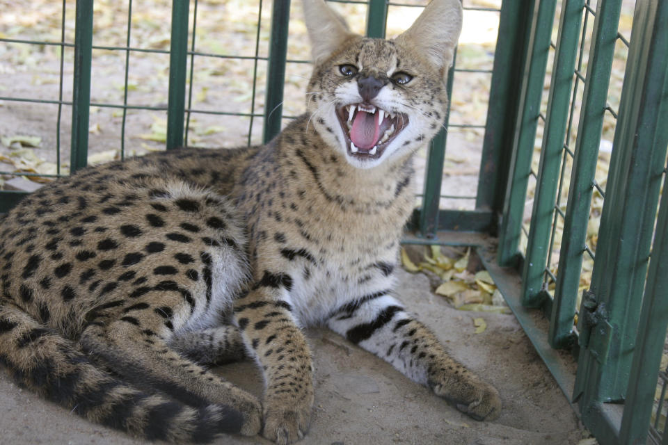 A wild cat, known as a Serval cat, is held in a cage at the headquarters of the South Sudan Wildlife department in Juba, southern Sudan, Thursday, Oct. 11, 2007. (AP Photo/Alfred de Montesquiou)