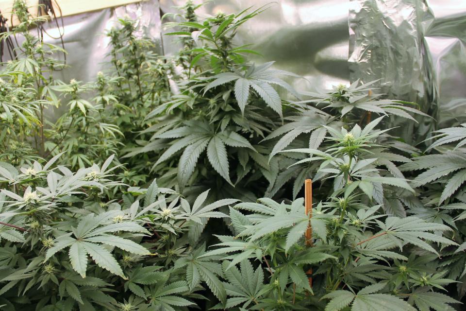 Cannabis plants grown by Jennifer Wojcik.