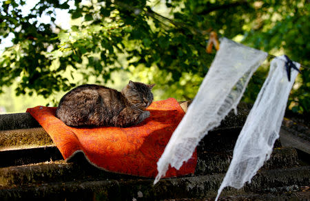 A cat rests near the hut of Tamara and Yuri Baikov at their small farm situated in a forest near the village of Yukhovichi, Belarus, May 25, 2018. REUTERS/Vasily Fedosenko