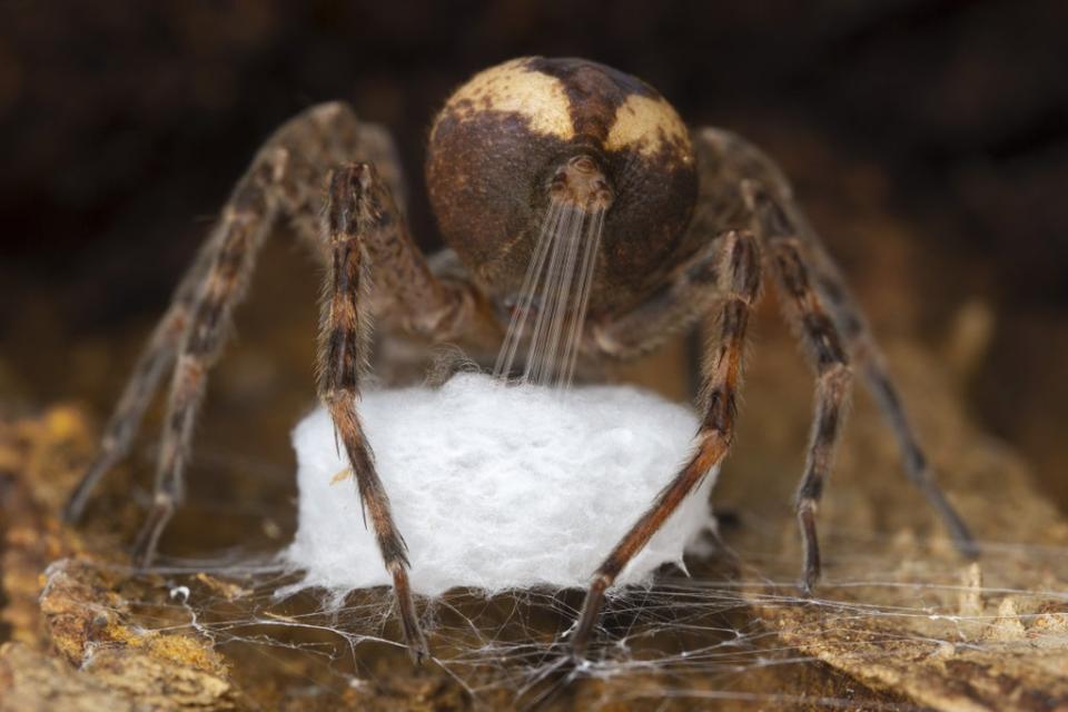 Spinning the cradle by Gil Wizen won the Wildlife Photographer of the Year: Behaviour: Invertebrate Award (Gil Wizen/Wildlife Photographer of the Year/PA) (PA Media)