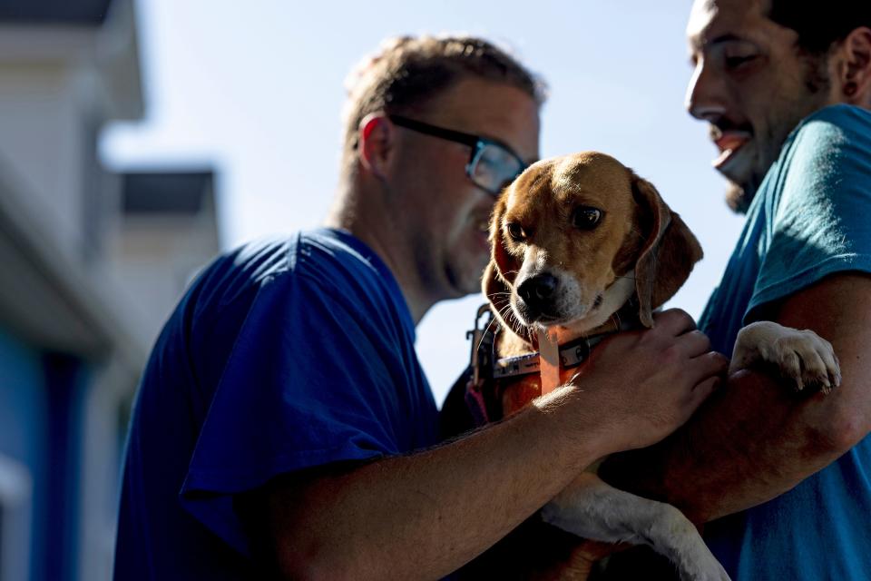 A veterinary technician carry beagles into Paw Prints Animal Hospital on Aug. 8, 2022 in Waldorf, Maryland. The Envigo breeding and research facility in Cumberland, Virginia, was shut down due to multiple violations for animal cruelty. 