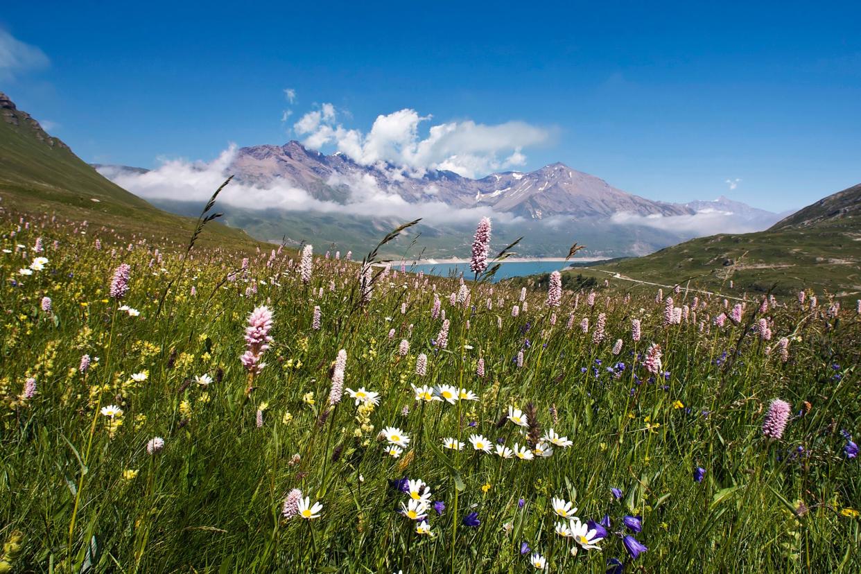 wildflowers