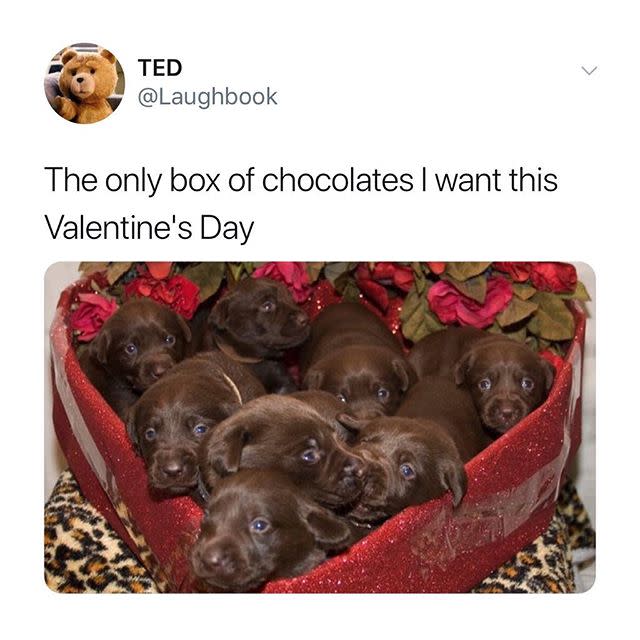 1) Who Needs Chocolates When You Can Have Puppies?