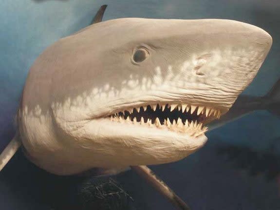 A megalodon shark.