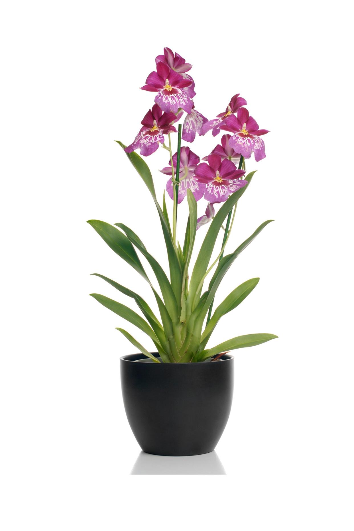 Purple orchid in a vase