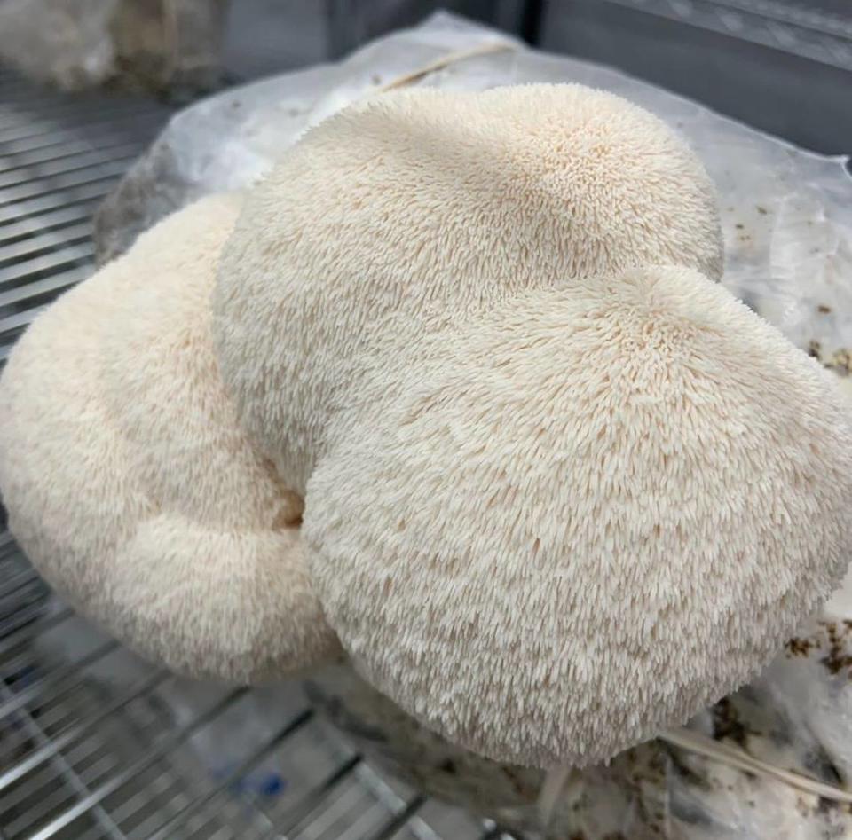 Lions mane fungi are a specialty of Local Route Mushrooms, and treasured food source for the Schlais family that owns the Los Osos farm.