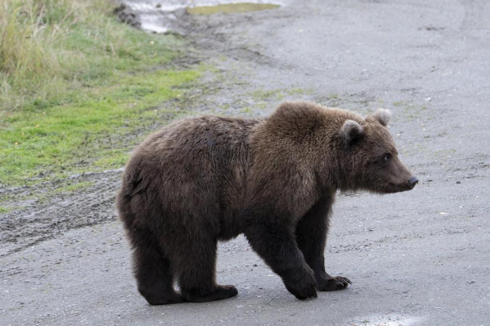 The chunkiest of chunks face off in Alaska's Fat Bear Week