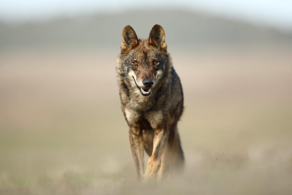 <a href="https://www.shutterstock.com/es/image-photo/beautiful-specimen-wild-iberian-wolf-detects-1726822828" rel="nofollow noopener" target="_blank" data-ylk="slk:Shutterstock / Eduardo Medina;elm:context_link;itc:0;sec:content-canvas" class="link ">Shutterstock / Eduardo Medina</a>