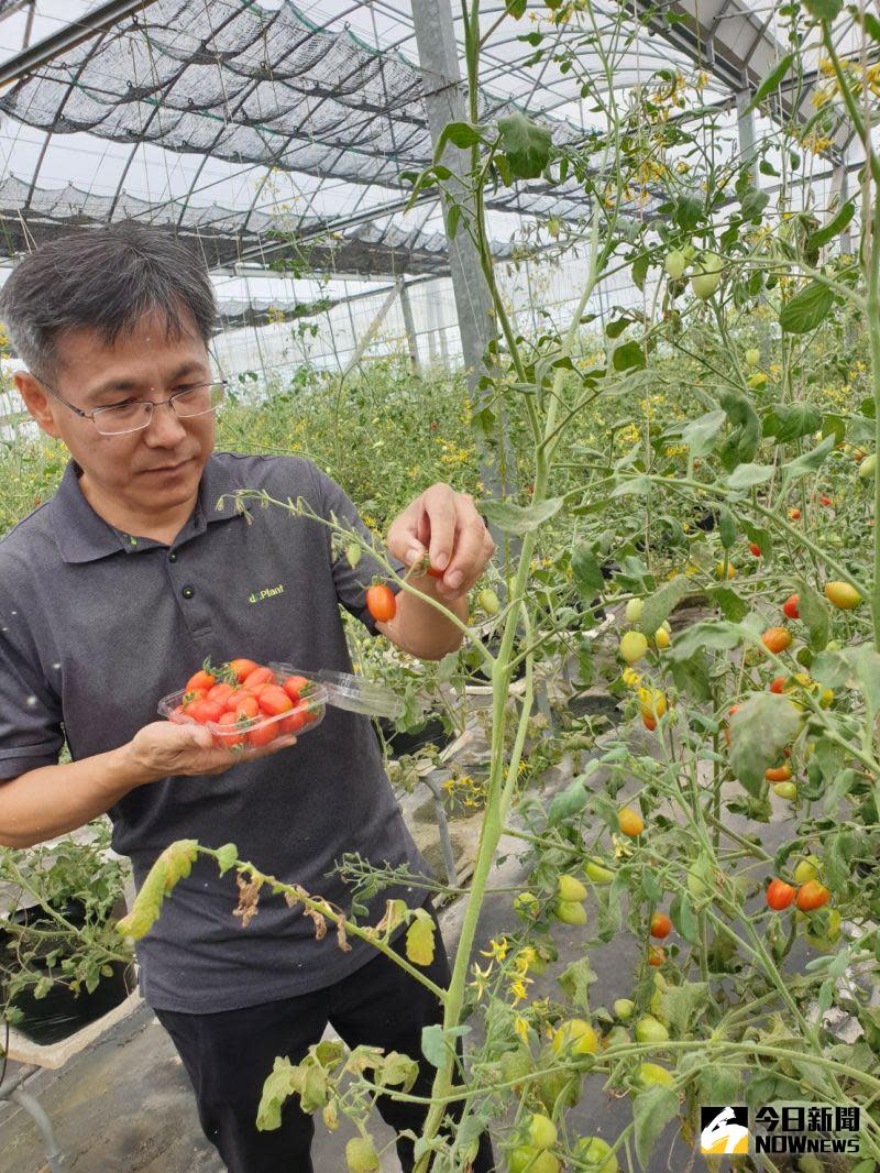 ▲由智耕創新團隊研發的低鉀蕃茄，不僅造福腎友，由於含糖量遠低於一般蕃茄，也適合糖尿病患食用。（圖／金武鳳攝，2020.8.4)