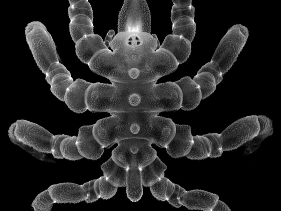 Sea spiders can regrow body parts after amputation and not just limbs (University of Greifswald/AFP via)