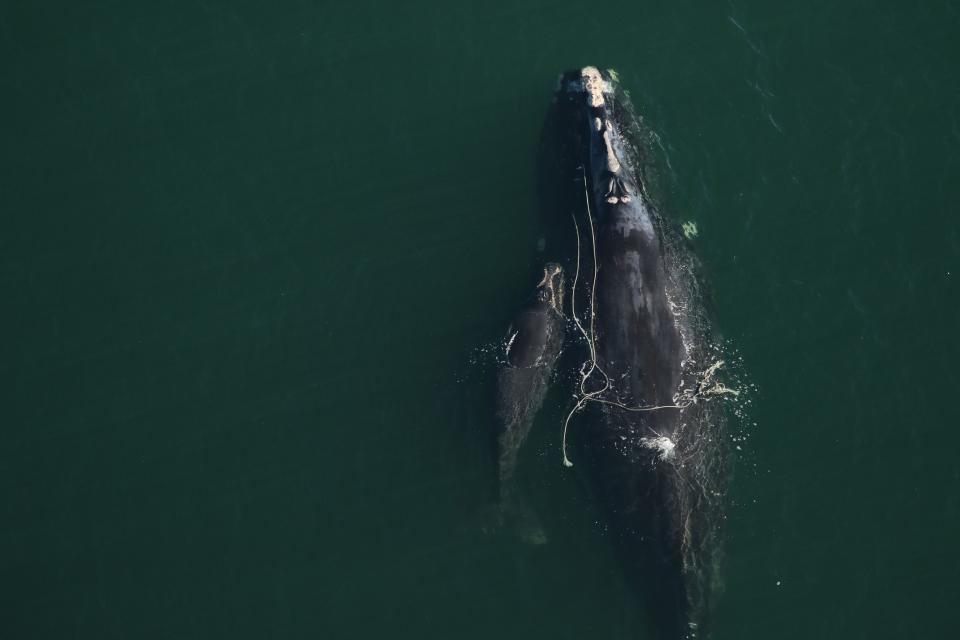 Snow Cone, a 17-year-old North Atlantic right whale, gave birth to a calf while entangled in fishing gear. They were first spotted off the Georgia coast Dec. 2, 2021. It's her second documented child. The first was struck and killed by a boat in 2020.