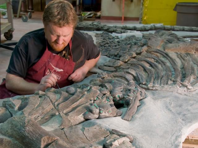 Alberta museum earns 5 Guinness World Records with dinosaur skeleton  collection