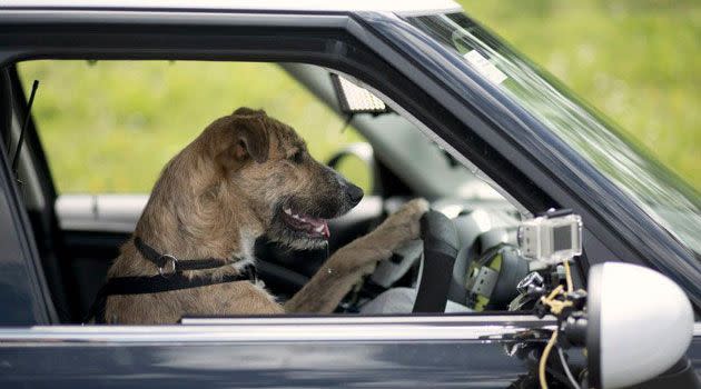 Porter gets to grips with the car. Photo: Facebook