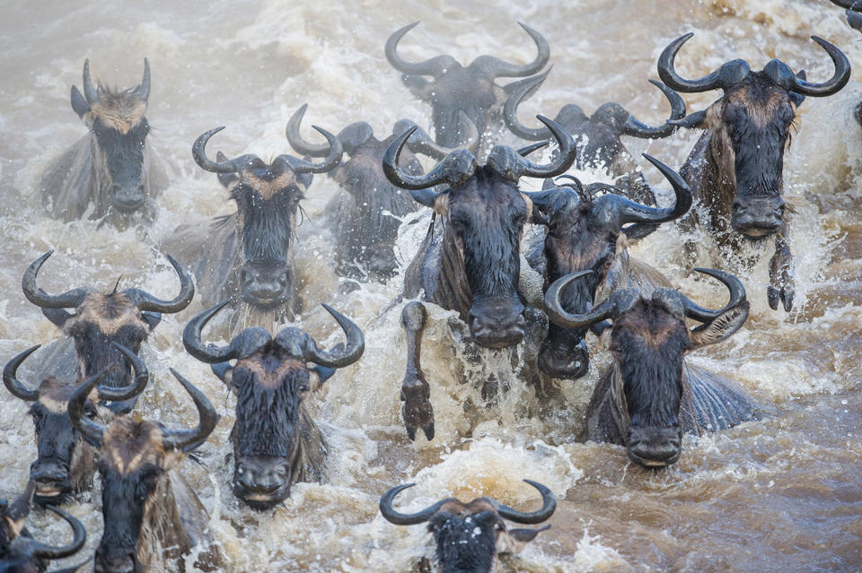Herding home: Wildebeest photographed in mass migration