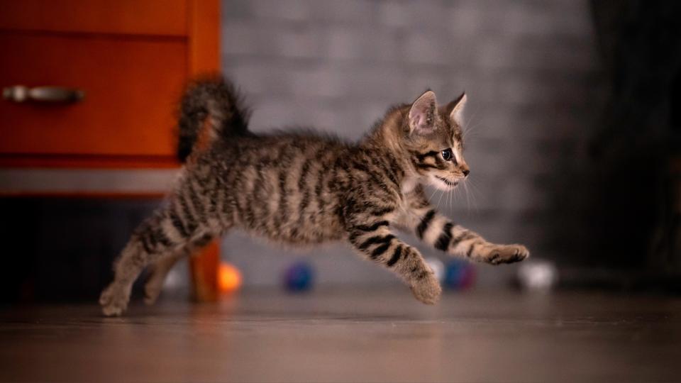 A small tabby kitten runs around the room