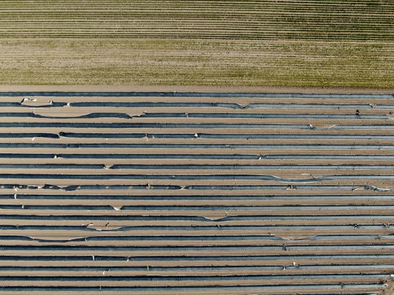 An aerial picture shows an asparagus field near Dormagen