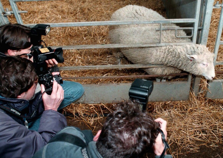 Seven-month-old Dolly, the genetically cloned sheep, is surrounded by the media at the Roslin Institute Tuesday February 25 1997. I(AP Photo/Newsflash) **UNITED KINGDOM OUT**