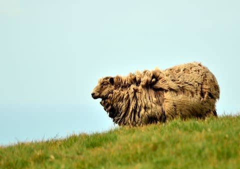 "People wonder if I get cabin fever on Foula, but in reality, it’s the outside world that gives me that." - Credit: GETTY