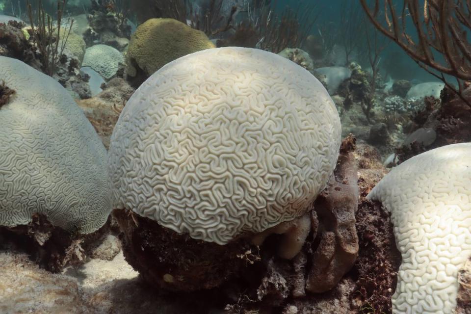 Un coral cerebro completamente blanqueado en Cheeca Rocks, un arrecife costero cerca de Marathon que los científicos de la NOAA descubrieron recientemente que se había blanqueado al 100% por la ola de calor marina de este año. NOAA