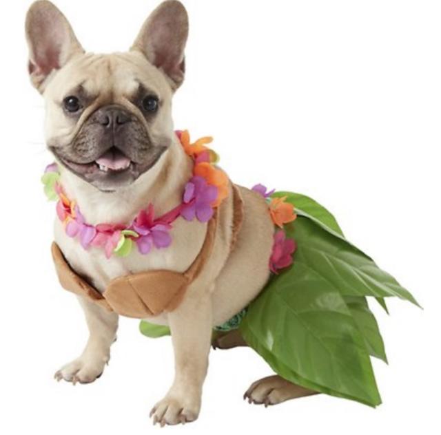 33 Most Adorable Dog Outfits You Can Buy Now — Best Life