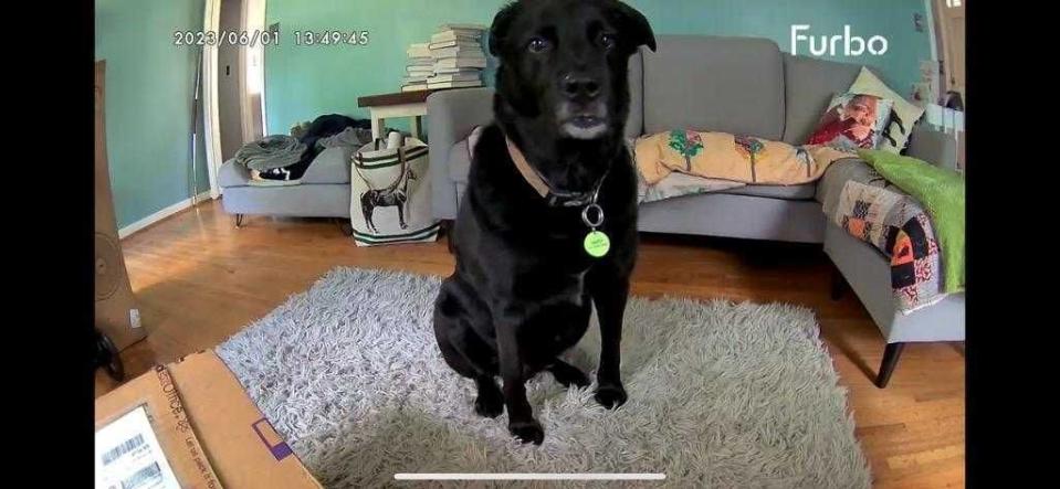 a dog standing on a rug