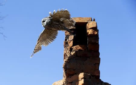 A tawny owl leaves a chimney in the 30 km (19 miles) exclusion zone around the Chernobyl nuclear reactor in the abandoned village of Kazhushki, Belarus, March 16, 2016. REUTERS/Vasily Fedosenko
