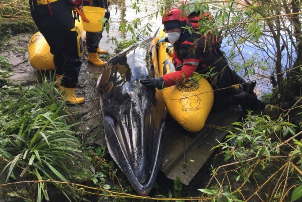 <p>The whale was put down by a vet</p> (British Divers Marine Life Rescue)