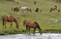 Horses graze in the mountain pasture in the Suusamyr Valley lies at 2500 meters above sea level in Kyrgyzstan's Tian Shan mountains 170 kilometres (100 miles) south of the capital Bishkek, Wednesday, Aug. 10, 2022. Their milk is used to make kumis, a fermented drink popular in Central Asia that proponents say has health benefits. The grass and herbs lend flavor to the milk that locals draw from the mares in the fields where they graze. The milk then is left to ferment, or sometimes churned to promote fermentation, until it becomes mildly alcoholic. (AP Photo/Vladimir Voronin)