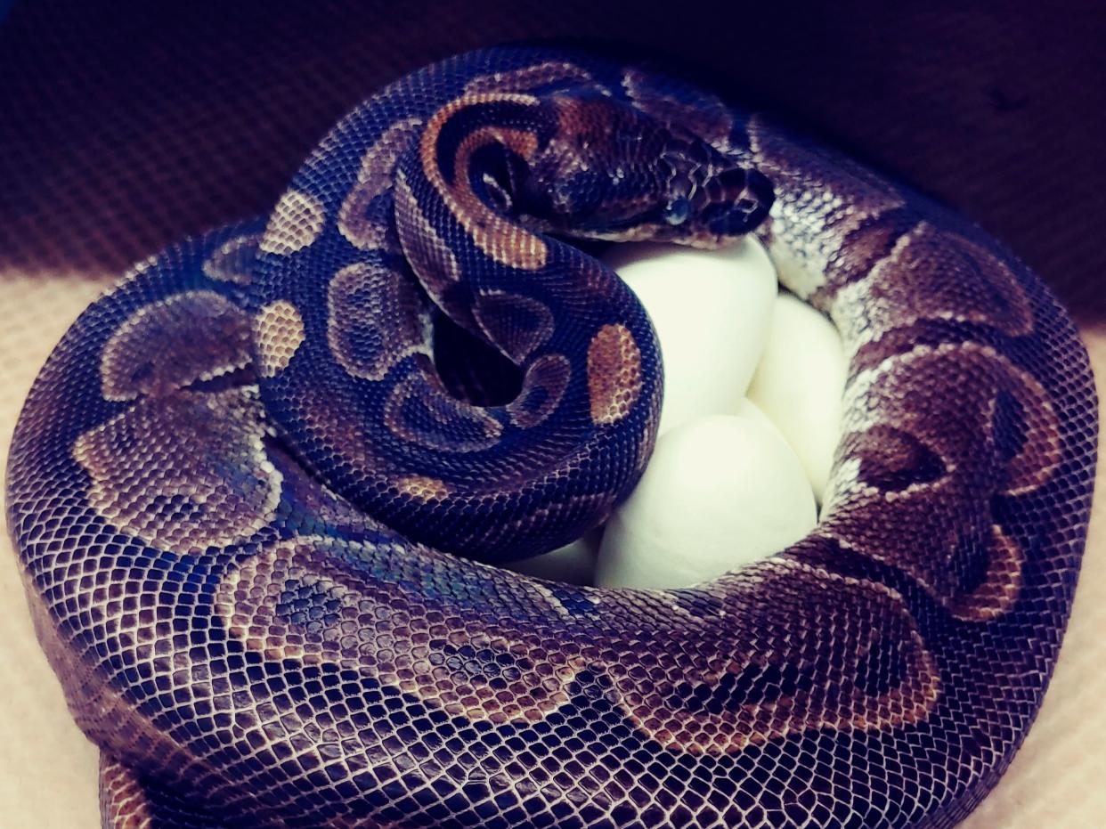 The 62-year-old ball python curled up around her eggs (AP)