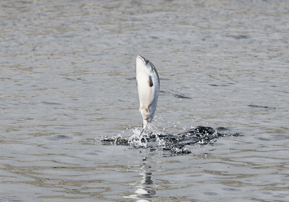 A leaping salmon.