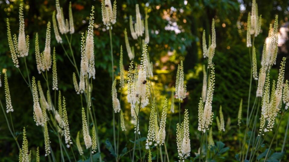 Black cohosh used to treat menopause body odors