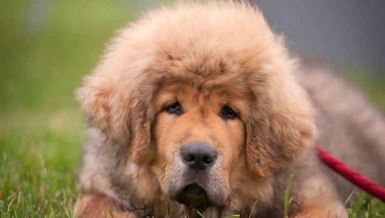 Tibetan Mastiff Protects Pack Leader From Wolves