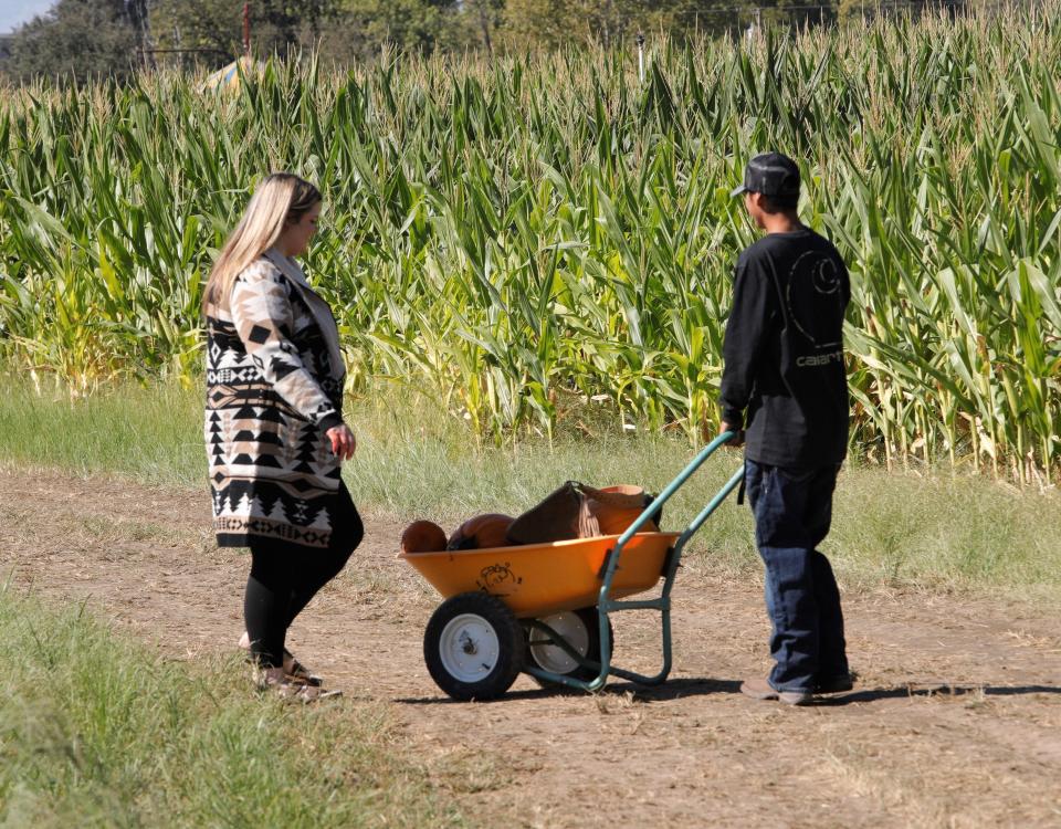 Scouting for pumpkins at Hawes Farms on Sunday, Oct. 9, 2022.