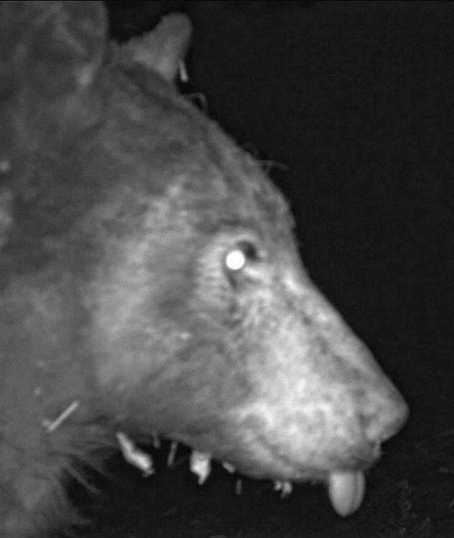 Image: The bear sticks his tongue out. (Boulder Open Space and Mountain Parks)