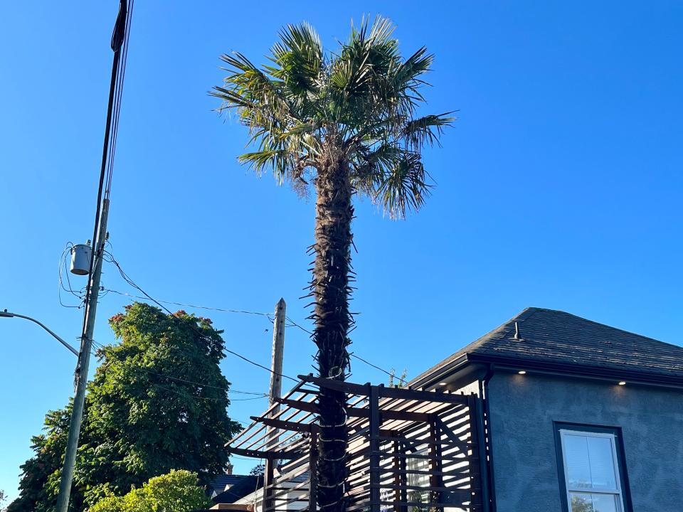 palm tree in front of a buidling in victoria canada