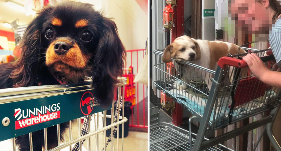 Dogs at Bunnings 