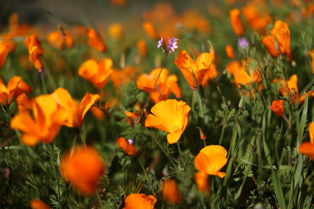 A super bloom of poppies is seen in Lake Elsinore, California, U.S., February 27, 2019. REUTERS/Lucy Nicholson