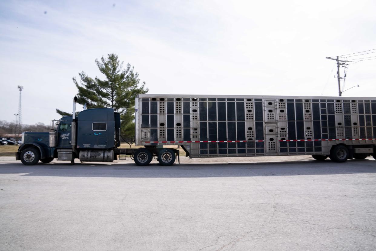 Trucks hauling livestock arrive at the Perry Tyson pork packing plant Tuesday, March 12, 2024, in Perry, IA. Tyson announced the Perry plant's closure on Monday, March 11, 2024.