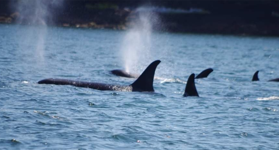 A pod of orcas. Source: Elizabeth Batt